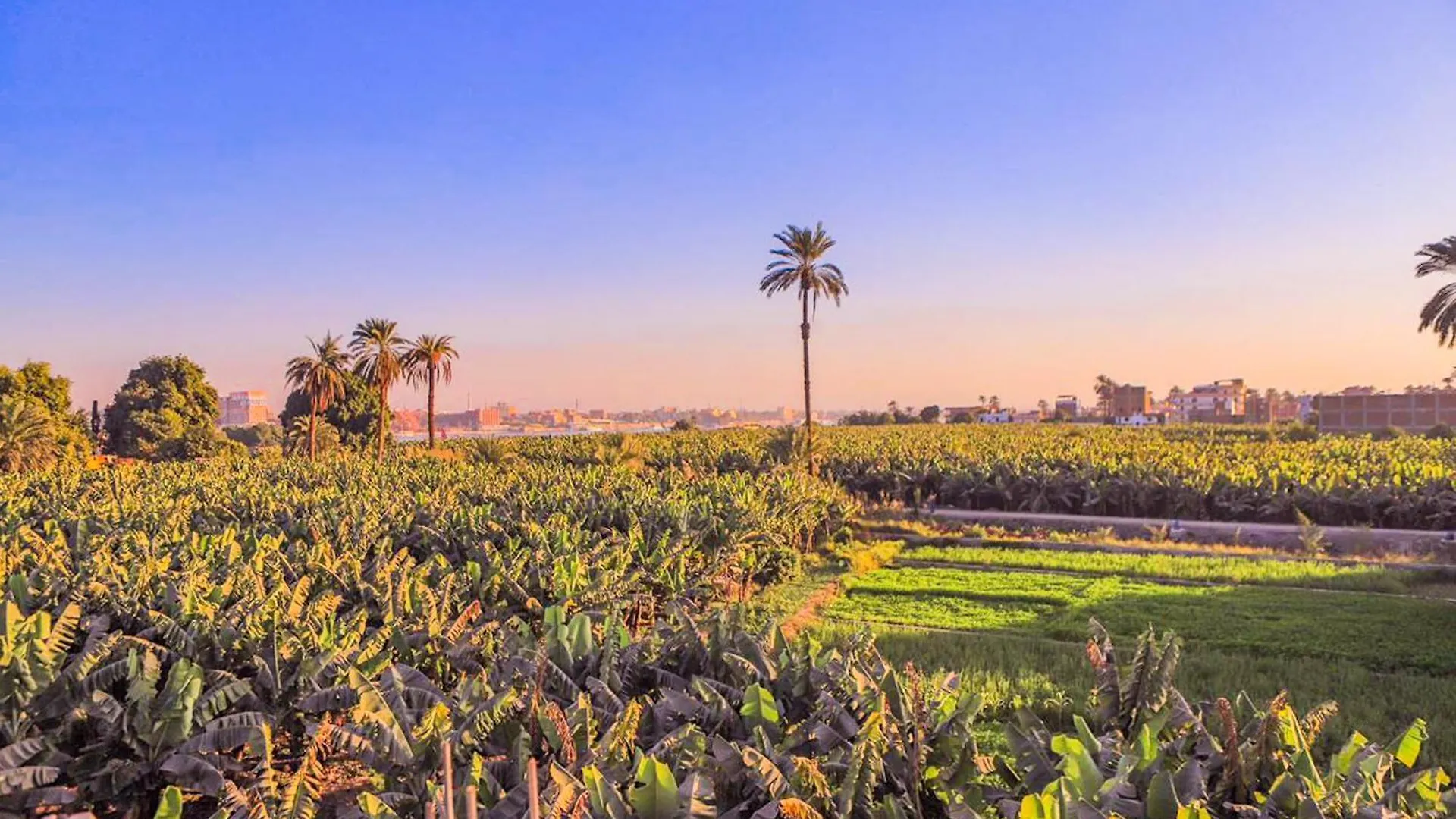 Villa Desert Rose Luxor